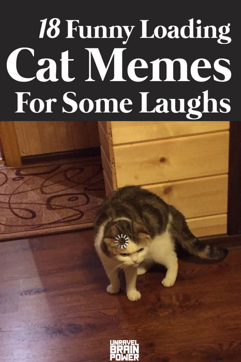 18 Funny Loading Cat Memes For Some Laughs - Unravel Brain Power