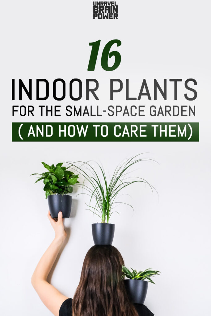 16 Indoor Plants for the Small-Space Garden ( and How to Care them)