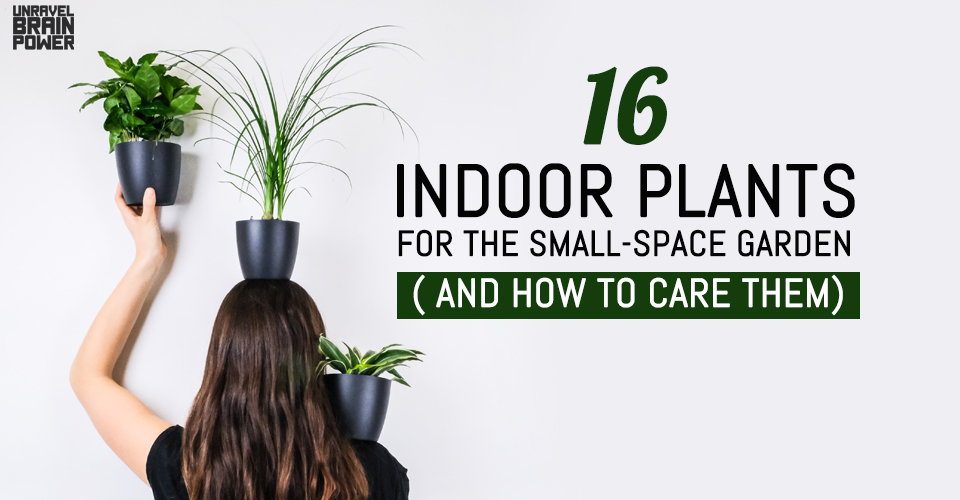16 Indoor Plants for the Small-Space Garden ( and How to Care them)