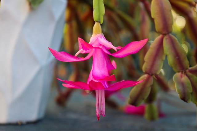 Christmas cactus