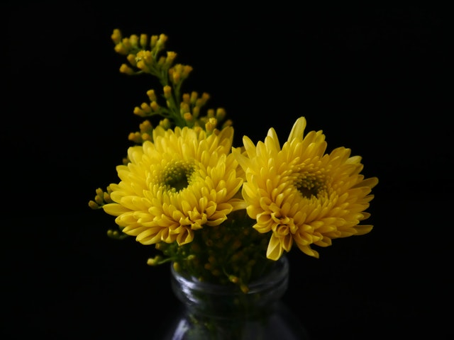 Chrysanthemum