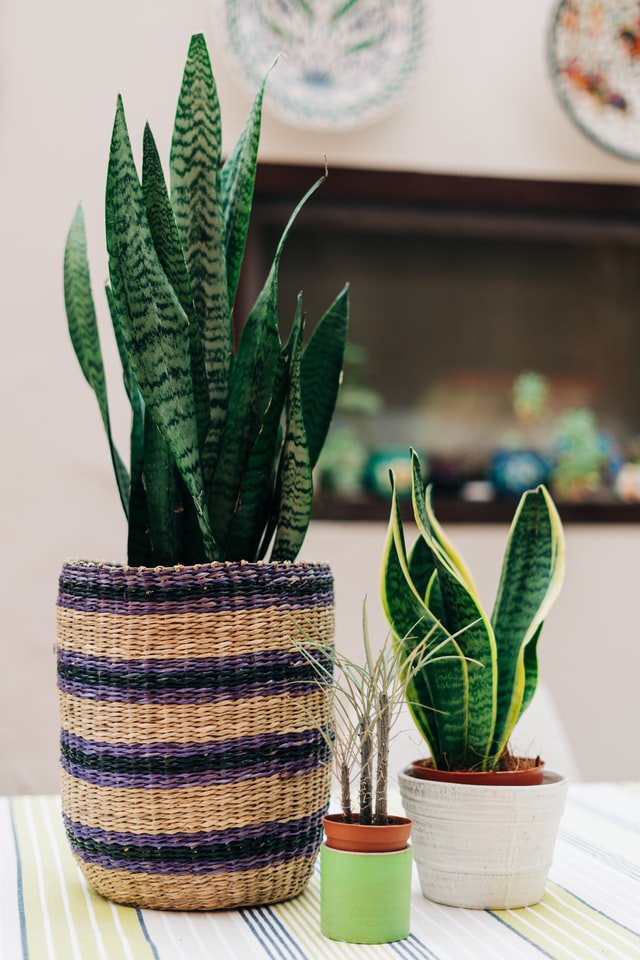 Snake plant